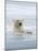 Polar Bears Near Kaktovic, Alaska-Howie Garber-Mounted Photographic Print