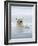 Polar Bears Near Kaktovic, Alaska-Howie Garber-Framed Photographic Print