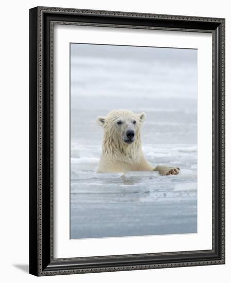 Polar Bears Near Kaktovic, Alaska-Howie Garber-Framed Photographic Print