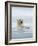 Polar Bears Near Kaktovic, Alaska-Howie Garber-Framed Photographic Print