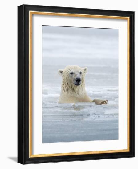 Polar Bears Near Kaktovic, Alaska-Howie Garber-Framed Photographic Print