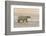 Polar Bears Near Kaktovic, Alaska-Howie Garber-Framed Photographic Print