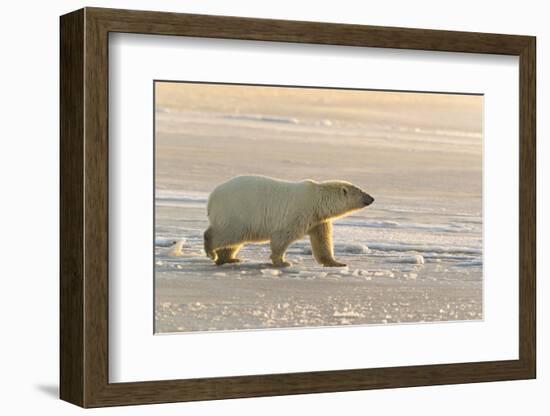 Polar Bears Near Kaktovic, Alaska-Howie Garber-Framed Photographic Print