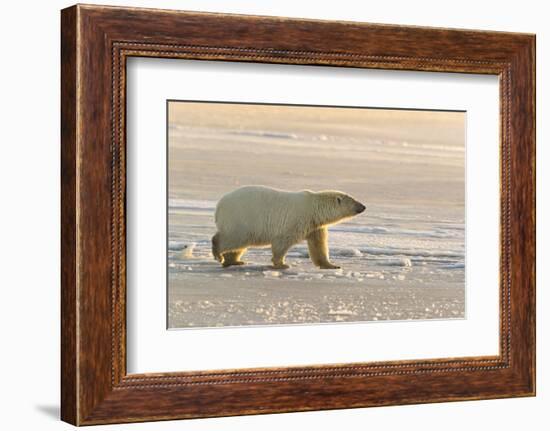 Polar Bears Near Kaktovic, Alaska-Howie Garber-Framed Photographic Print