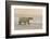 Polar Bears Near Kaktovic, Alaska-Howie Garber-Framed Photographic Print