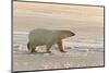 Polar Bears Near Kaktovic, Alaska-Howie Garber-Mounted Photographic Print