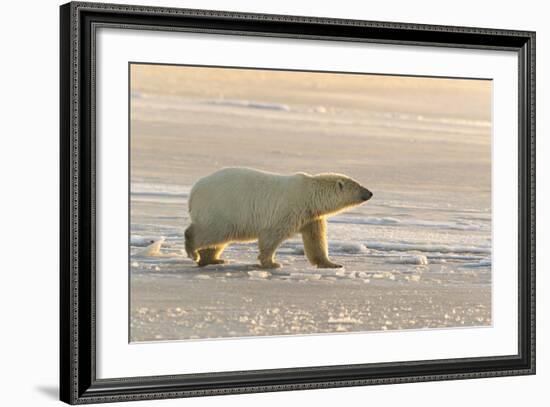 Polar Bears Near Kaktovic, Alaska-Howie Garber-Framed Photographic Print