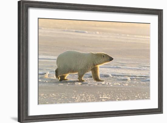 Polar Bears Near Kaktovic, Alaska-Howie Garber-Framed Photographic Print