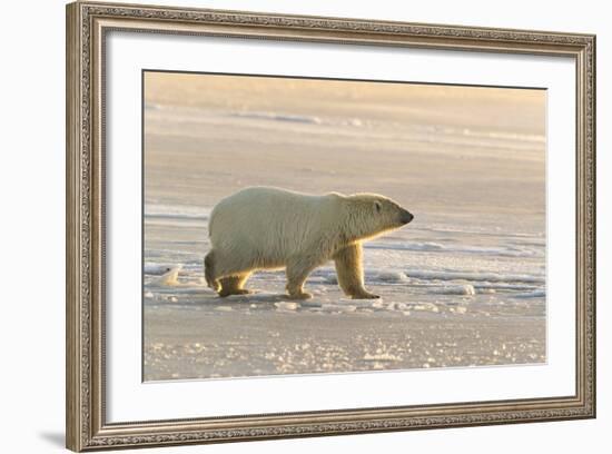 Polar Bears Near Kaktovic, Alaska-Howie Garber-Framed Photographic Print