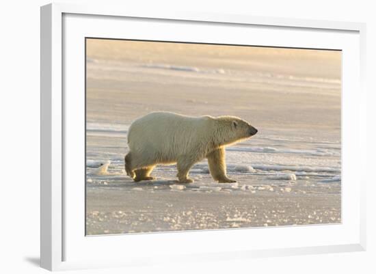 Polar Bears Near Kaktovic, Alaska-Howie Garber-Framed Photographic Print