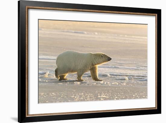 Polar Bears Near Kaktovic, Alaska-Howie Garber-Framed Photographic Print