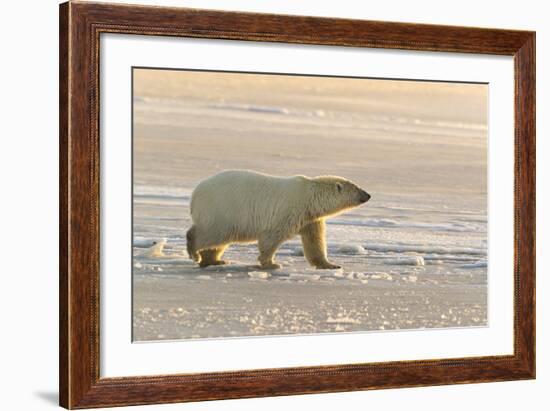 Polar Bears Near Kaktovic, Alaska-Howie Garber-Framed Photographic Print