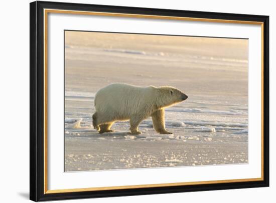 Polar Bears Near Kaktovic, Alaska-Howie Garber-Framed Photographic Print