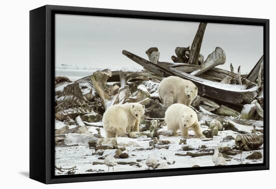 Polar Bears Near Kaktovic, Alaska-Howie Garber-Framed Premier Image Canvas