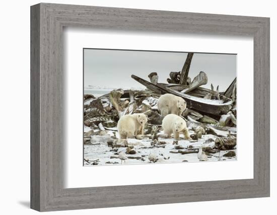 Polar Bears Near Kaktovic, Alaska-Howie Garber-Framed Photographic Print