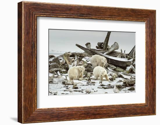 Polar Bears Near Kaktovic, Alaska-Howie Garber-Framed Photographic Print