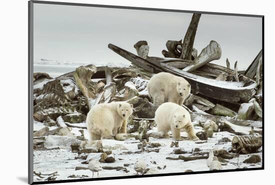 Polar Bears Near Kaktovic, Alaska-Howie Garber-Mounted Photographic Print