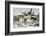 Polar Bears Near Kaktovic, Alaska-Howie Garber-Framed Photographic Print