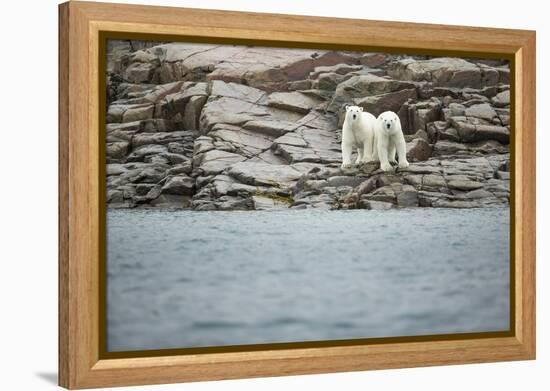 Polar Bears on Harbour Islands, Hudson Bay, Nunavut, Canada-Paul Souders-Framed Premier Image Canvas