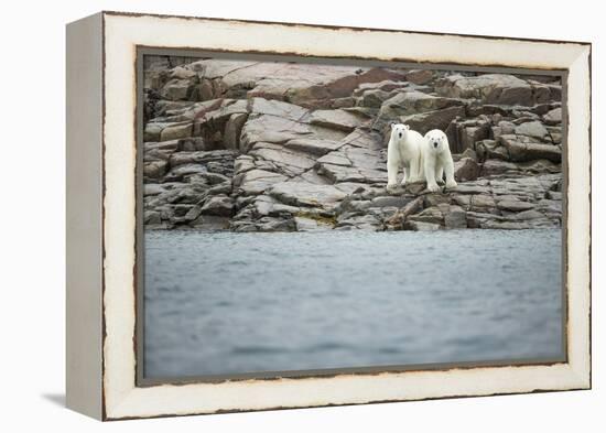 Polar Bears on Harbour Islands, Hudson Bay, Nunavut, Canada-Paul Souders-Framed Premier Image Canvas