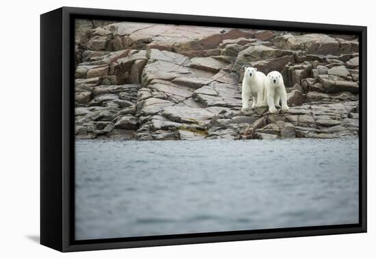Polar Bears on Harbour Islands, Hudson Bay, Nunavut, Canada-Paul Souders-Framed Premier Image Canvas