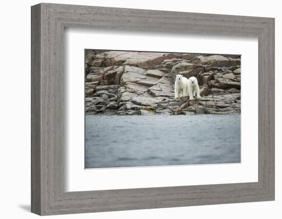 Polar Bears on Harbour Islands, Hudson Bay, Nunavut, Canada-Paul Souders-Framed Photographic Print