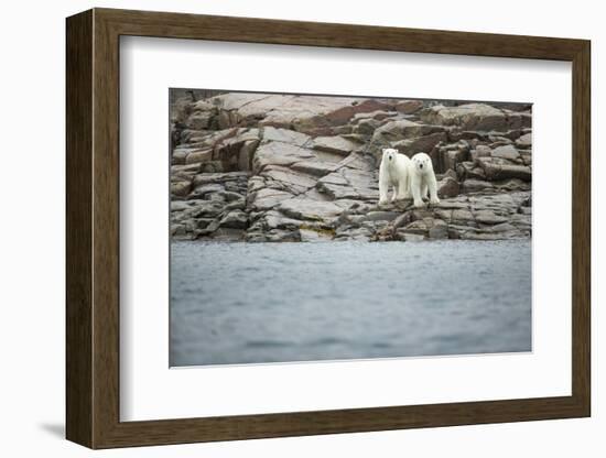 Polar Bears on Harbour Islands, Hudson Bay, Nunavut, Canada-Paul Souders-Framed Photographic Print