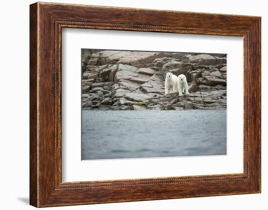 Polar Bears on Harbour Islands, Hudson Bay, Nunavut, Canada-Paul Souders-Framed Photographic Print