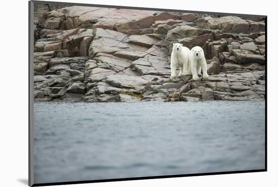 Polar Bears on Harbour Islands, Hudson Bay, Nunavut, Canada-Paul Souders-Mounted Photographic Print