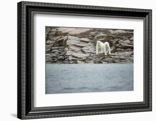 Polar Bears on Harbour Islands, Hudson Bay, Nunavut, Canada-Paul Souders-Framed Photographic Print