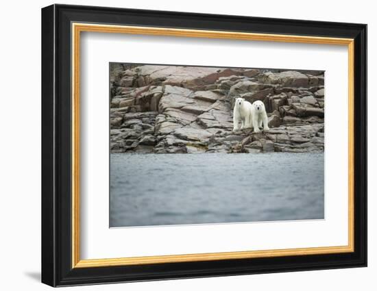 Polar Bears on Harbour Islands, Hudson Bay, Nunavut, Canada-Paul Souders-Framed Photographic Print