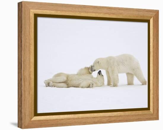 Polar Bears Playing-John Conrad-Framed Premier Image Canvas