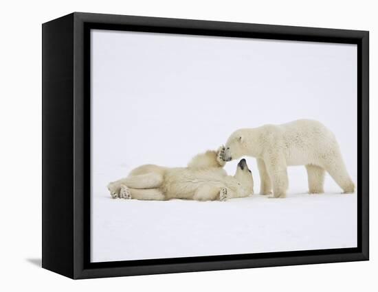 Polar Bears Playing-John Conrad-Framed Premier Image Canvas