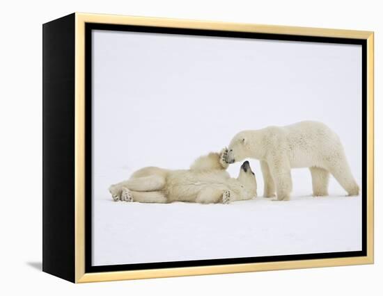 Polar Bears Playing-John Conrad-Framed Premier Image Canvas