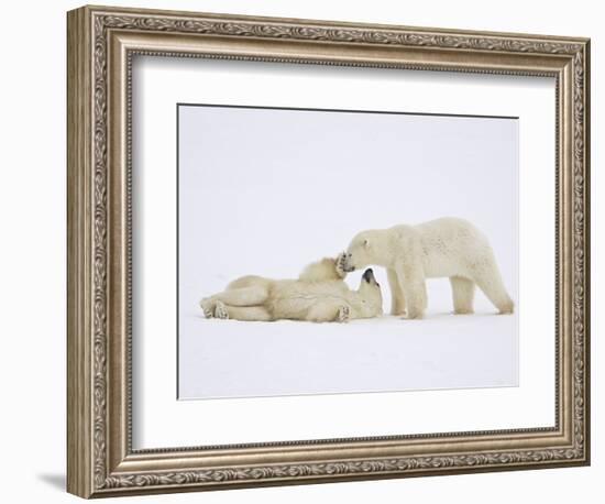 Polar Bears Playing-John Conrad-Framed Photographic Print