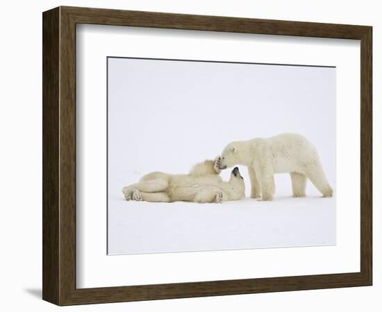 Polar Bears Playing-John Conrad-Framed Photographic Print