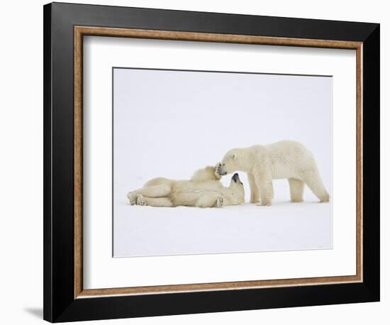 Polar Bears Playing-John Conrad-Framed Photographic Print