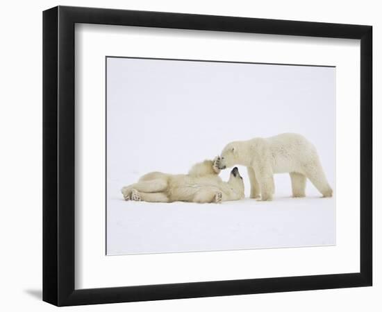 Polar Bears Playing-John Conrad-Framed Photographic Print