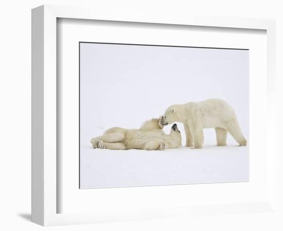 Polar Bears Playing-John Conrad-Framed Photographic Print