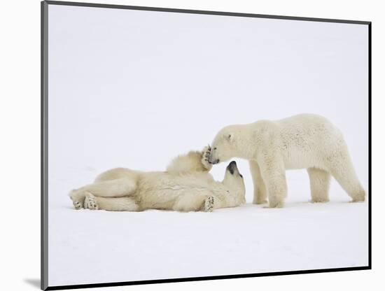 Polar Bears Playing-John Conrad-Mounted Photographic Print