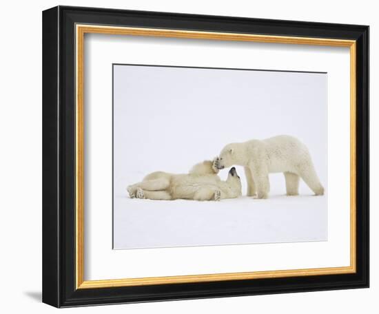 Polar Bears Playing-John Conrad-Framed Photographic Print