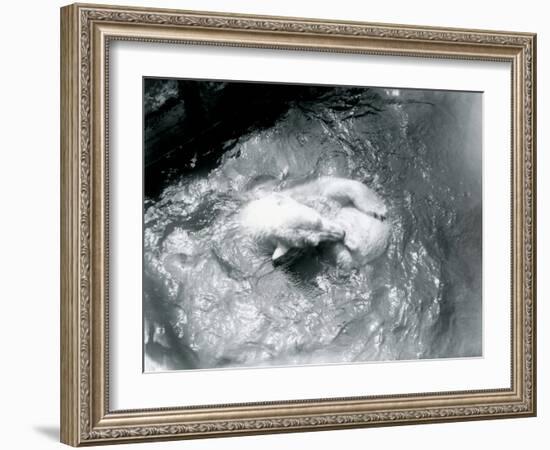 Polar Bears 'Sam' and 'Barbara' Playing in their Pool at London Zoo, June 1921-Frederick William Bond-Framed Photographic Print