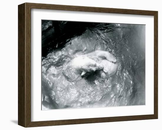 Polar Bears 'Sam' and 'Barbara' Playing in their Pool at London Zoo, June 1921-Frederick William Bond-Framed Photographic Print