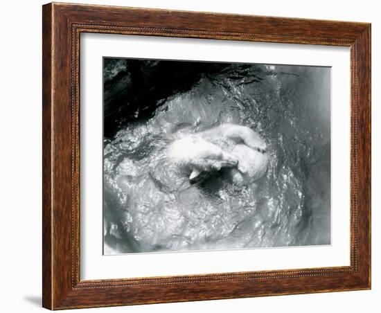 Polar Bears 'Sam' and 'Barbara' Playing in their Pool at London Zoo, June 1921-Frederick William Bond-Framed Photographic Print
