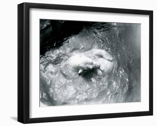 Polar Bears 'Sam' and 'Barbara' Playing in their Pool at London Zoo, June 1921-Frederick William Bond-Framed Photographic Print