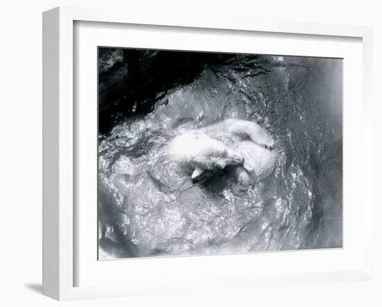 Polar Bears 'Sam' and 'Barbara' Playing in their Pool at London Zoo, June 1921-Frederick William Bond-Framed Photographic Print