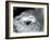 Polar Bears 'Sam' and 'Barbara' Playing in their Pool at London Zoo, June 1921-Frederick William Bond-Framed Photographic Print