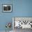 Polar Bears 'Sam' and 'Barbara' Stand on their Hind Legs Looking Out of their Enclosure at London Z-Frederick William Bond-Framed Photographic Print displayed on a wall