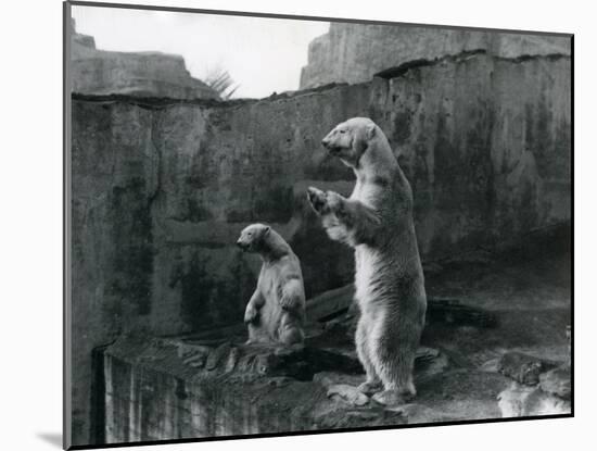 Polar Bears 'Sam' and 'Barbara' Stand on their Hind Legs Looking Out of their Enclosure at London Z-Frederick William Bond-Mounted Photographic Print