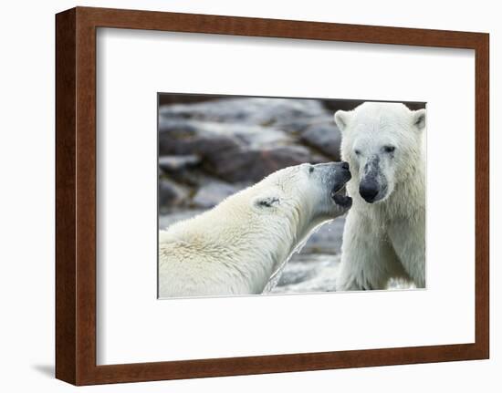 Polar Bears Sparring on Harbour Islands, Hudson Bay, Nunavut, Canada-Paul Souders-Framed Photographic Print